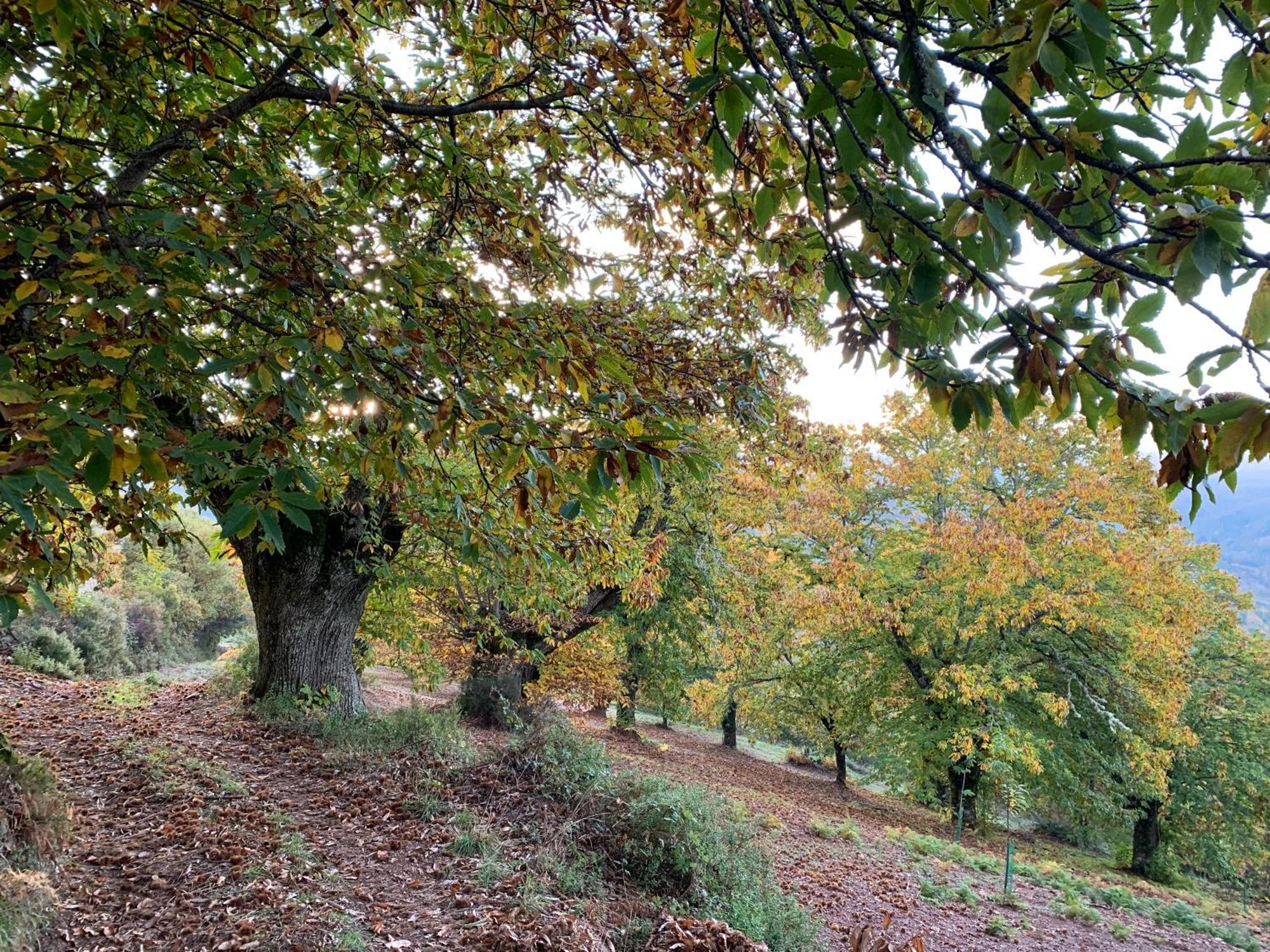Casa Do Souto - Nature & Experiences - Turismo Rural Braganca Bagian luar foto
